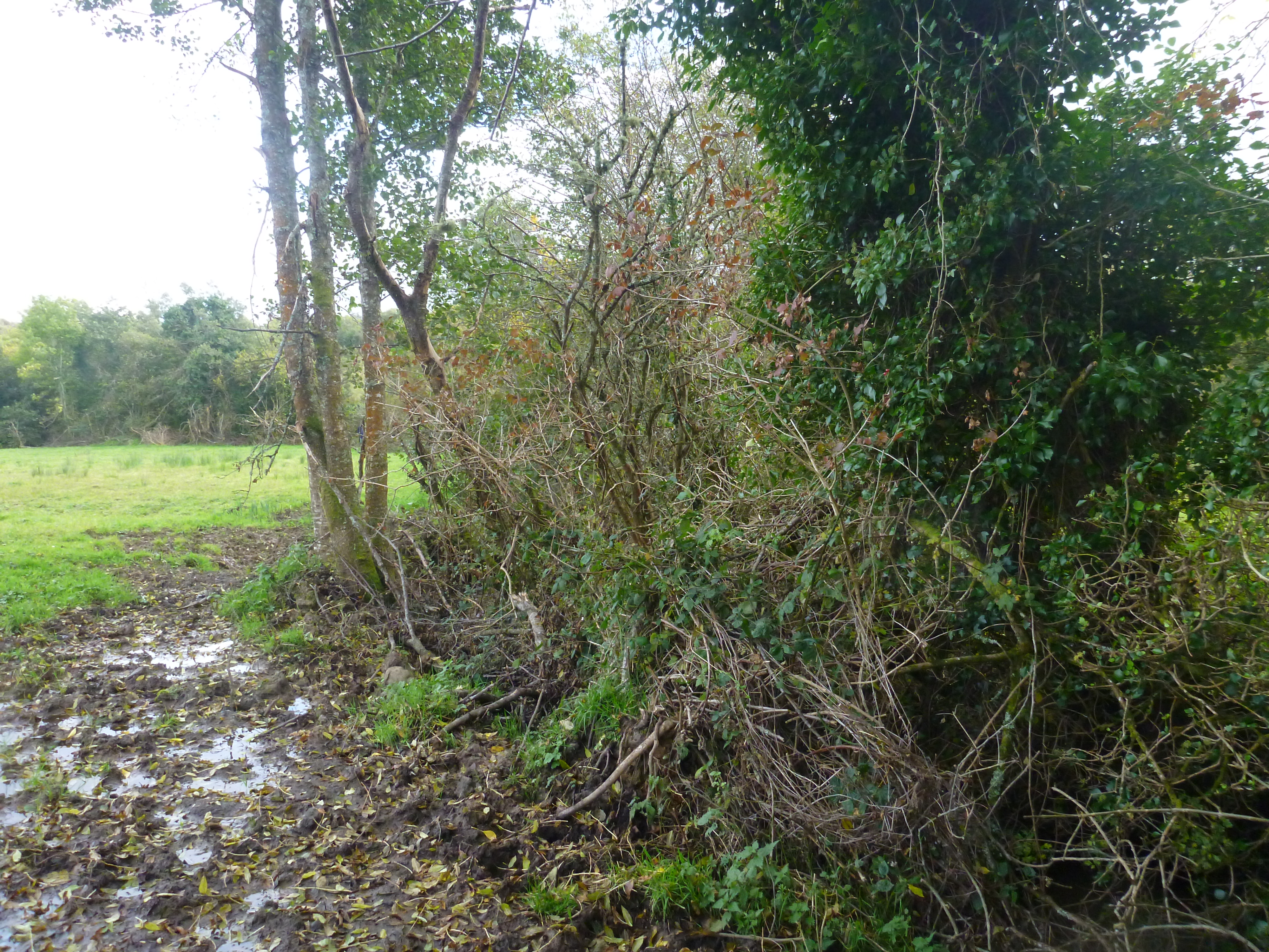 Blackslee before enhancement